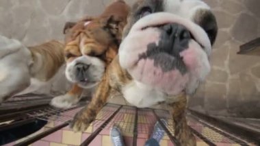 mutlu İngilizce bulldog kamerada atlama