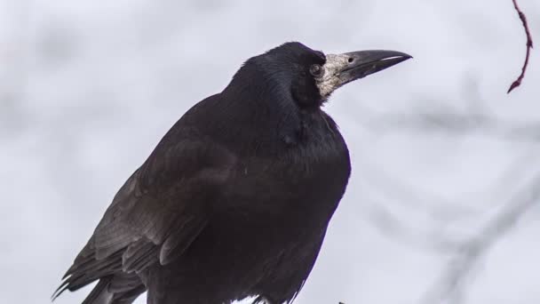 Schwarze Krähe schaut sich um — Stockvideo