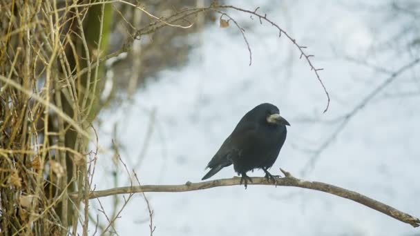 Černá vrána vypadá a okolí — Stock video