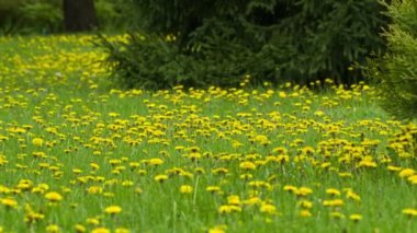 dandelions çayır