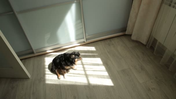 Toy Terrier Deitado sobre a luz do sol 2 — Vídeo de Stock