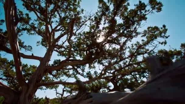 Δέντρο ιουνιπέρων και ήλιο — Αρχείο Βίντεο