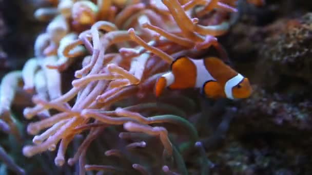 Peces payaso en Anemone — Vídeo de stock