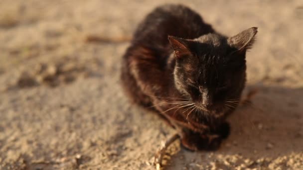 Black Homless Cat — Stock Video