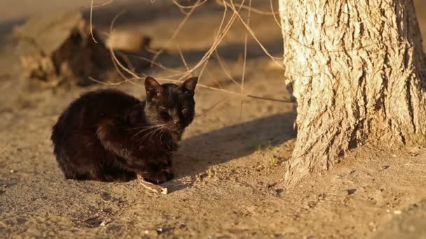 Schwarze obdachlose Katze — Stockvideo