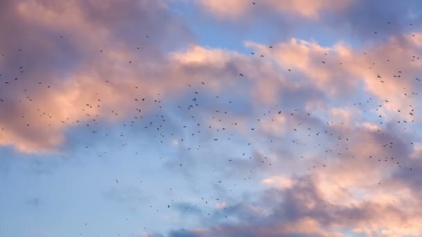 Птахи проти хмарного неба — стокове відео