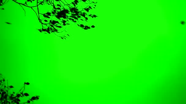 Strong Wind Blowing on Tree Chroma Key — Stock Video