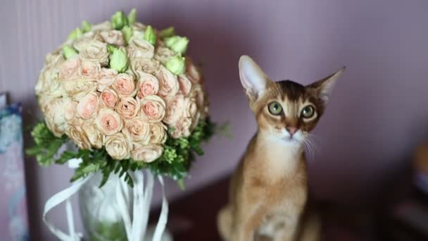 猫と花束 — ストック動画