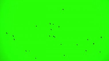 Kuzgunlar, Chroma Key sürüsü