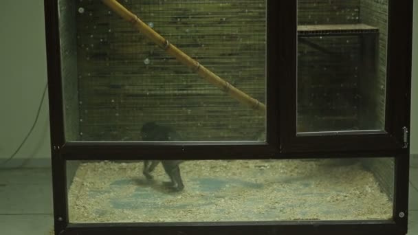 Mono enojado loco — Vídeo de stock