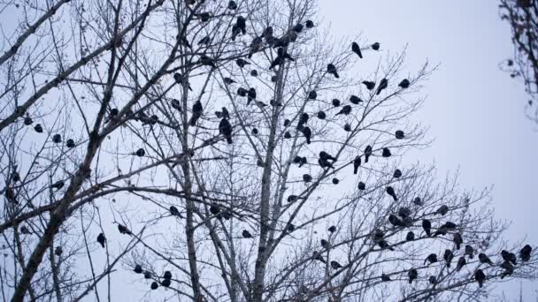 Corbeaux sur l'arbre — Video