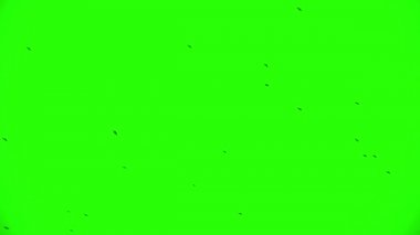 Kuzgunlar, Chroma Key sürüsü