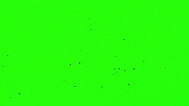 Kuzgunlar, Chroma Key sürüsü