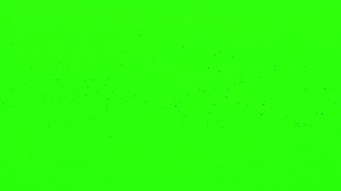 Kuzgunlar, Chroma Key sürüsü
