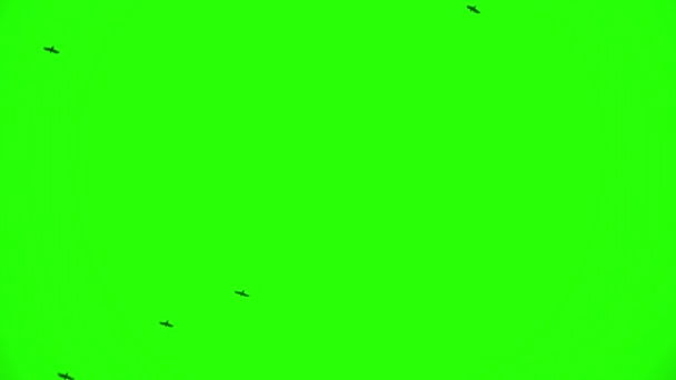 Banda de cuervos, Clave de croma — Vídeos de Stock