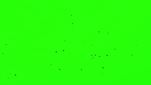 群的乌鸦，色度键 — 图库视频影像