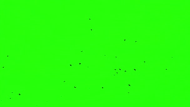 Kudde van Raven, Chromakey, Key — Stockvideo