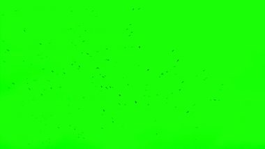 Kuzgunlar, Chroma Key sürüsü