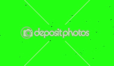 Kuzgunlar, Chroma Key sürüsü