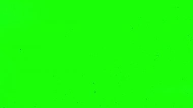 Kuşlar Chroma Key sürüsü