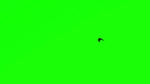 Oiseau volant Chroma Key 
