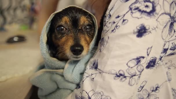 Pequeno cão depois de tomar banho — Vídeo de Stock