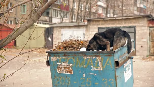 Daklozen hond eten vuilnis — Stockvideo