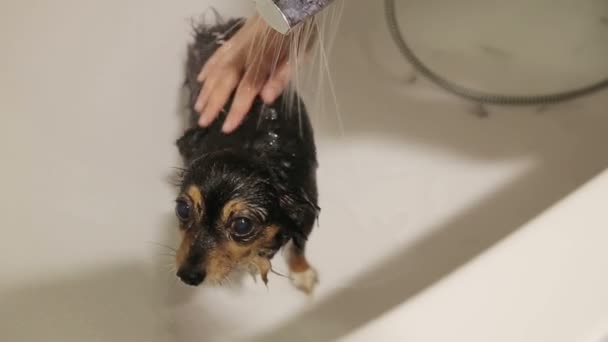 Bañar al perro — Vídeo de stock