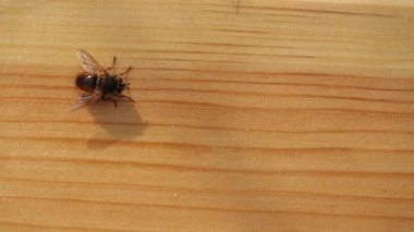 bir tablo üzerinde uçmak