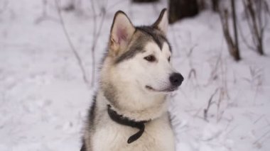 Husky köpek kış orman içinde