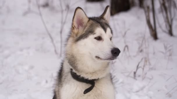 Perro husky en el bosque de invierno — Vídeos de Stock