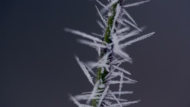 Filiale in hoarfrost — Video Stock