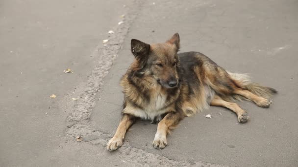 Dakloze hond op de weg — Stockvideo