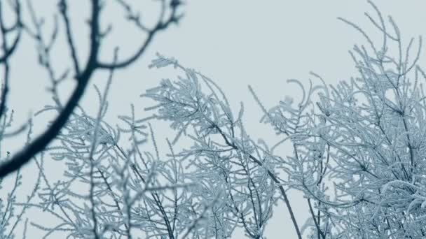 Topo congelado de uma árvore — Vídeo de Stock