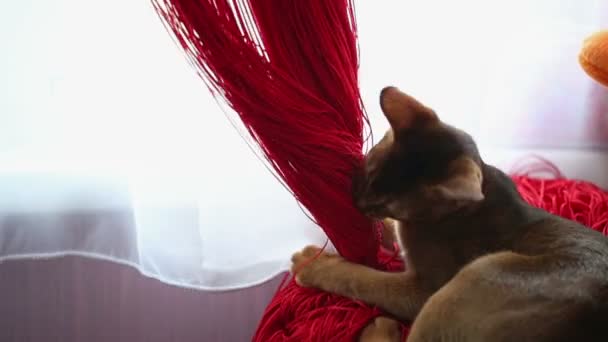 Gato mastiga cortina — Vídeo de Stock