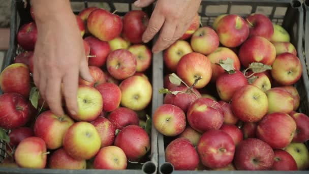 Сортировка яблок — стоковое видео