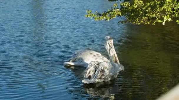 Pelícanos en el lago — Vídeo de stock