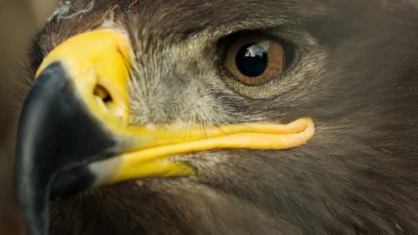 Steppe Eagle Close Up — Stock Video