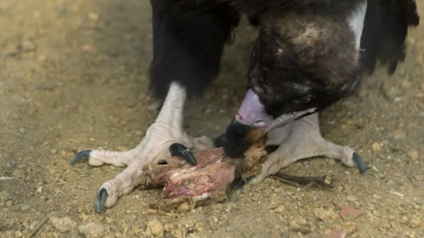 Black Vulture Eats Prey — Stock Video