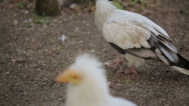 Mısır akbabası portresi