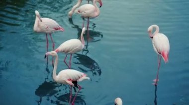 Flamingolar sürü göle