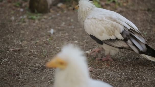 Portrait Of Egyptian Vulture — Stock Video
