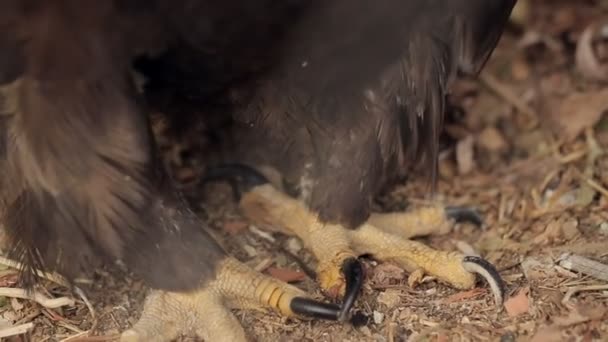 Garras da Águia — Vídeo de Stock