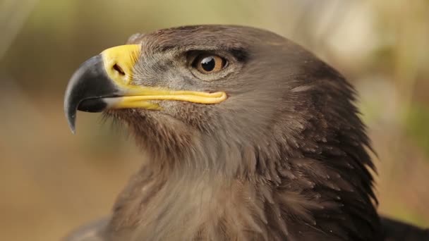 Голова степного орла — стоковое видео