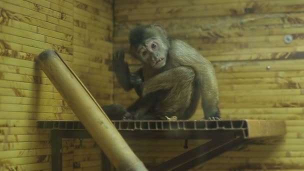 Monkey Scratched In The Zoo — Stock Video