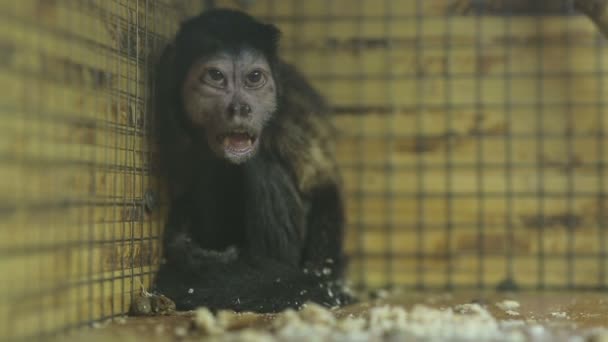 Macaco cai dormindo — Vídeo de Stock