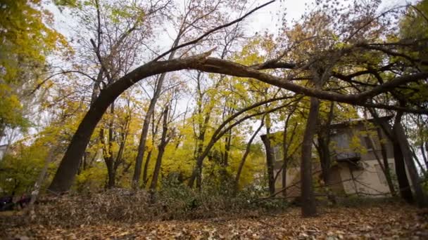 Tree after the Storm — Stock Video