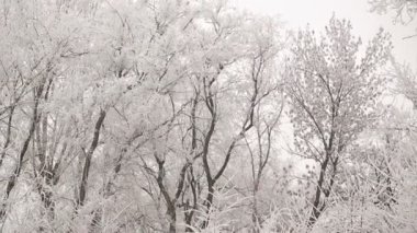 Ağaçlarda Hoarfrost