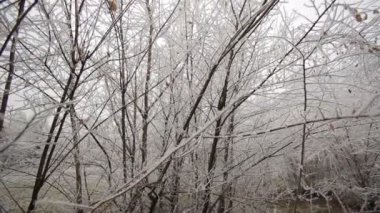 Beyaz kış orman