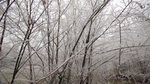 Зимний белый лес — стоковое видео
